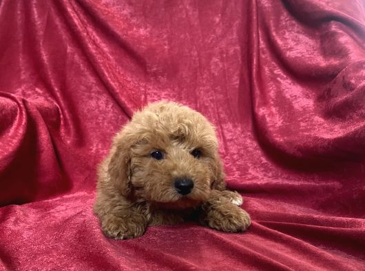 Mi̇ni̇ Boy Maltipoo Oğlumuz görsel