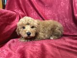 Mi̇ni̇ Boy Maltipoo Oğlumuz