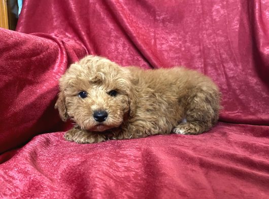 Mi̇ni̇ Boy Maltipoo Oğlumuz görsel