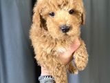 Mi̇ni̇ Boy Maltipoo Oğlumuz