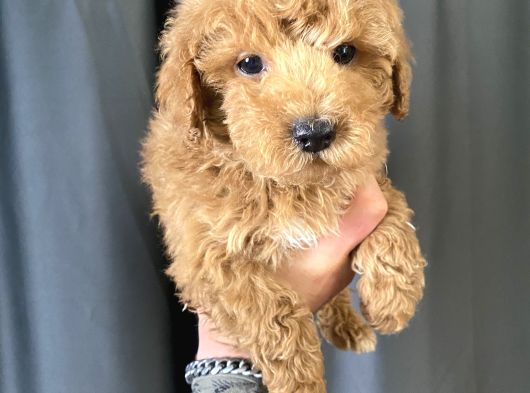 Mi̇ni̇ Boy Maltipoo Oğlumuz görsel