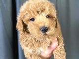 Mi̇ni̇ Boy Maltipoo Oğlumuz