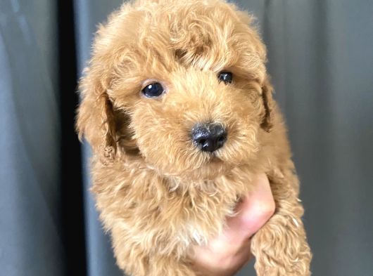 Mi̇ni̇ Boy Maltipoo Oğlumuz görsel