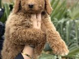 Safkan Dev Poodle Yavrular