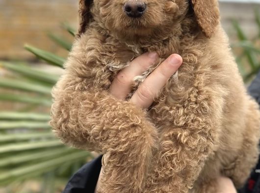 Safkan Dev Poodle Yavrular görsel