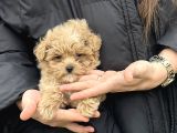 Irk Ve Sağlık Garantili Maltipoo Yavrular