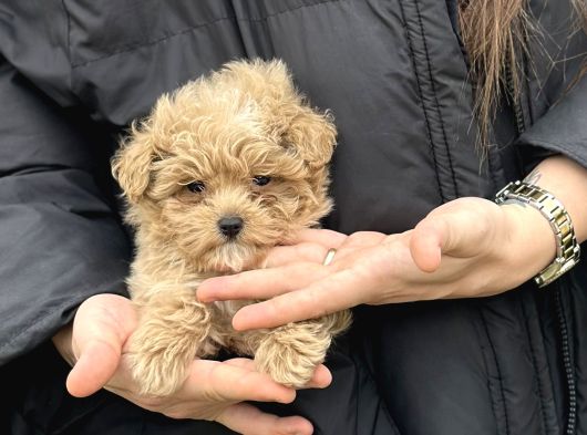 Irk Ve Sağlık Garantili Maltipoo Yavrular görsel