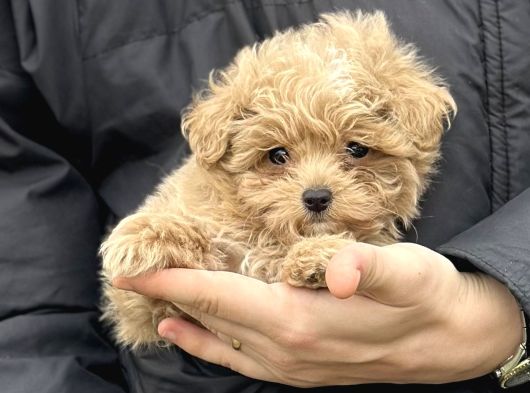 Irk Ve Sağlık Garantili Maltipoo Yavrular görsel