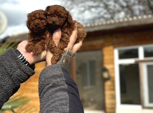 Safkan Toy Poodle Yavrular görsel
