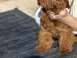 Safkan Toy Poodle Yavrular