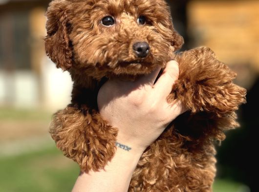 Safkan Toy Poodle Yavrular görsel