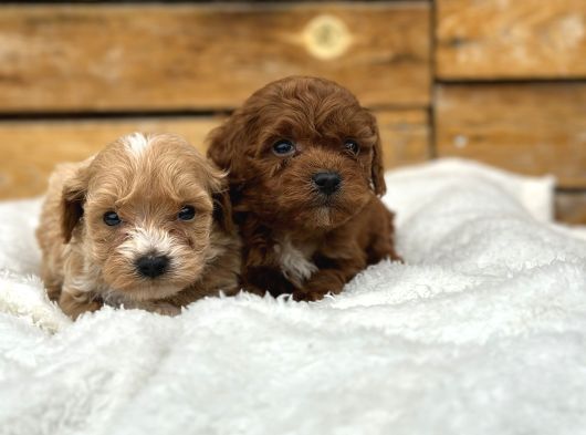 Oyuncu Ve Sağlıklı Maltipoo Bebekler