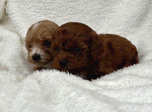 Sahibini Seçmeye Hazır Maltipoo Bebekler görsel