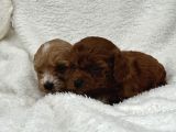 Sahibini Seçmeye Hazır Maltipoo Bebekler