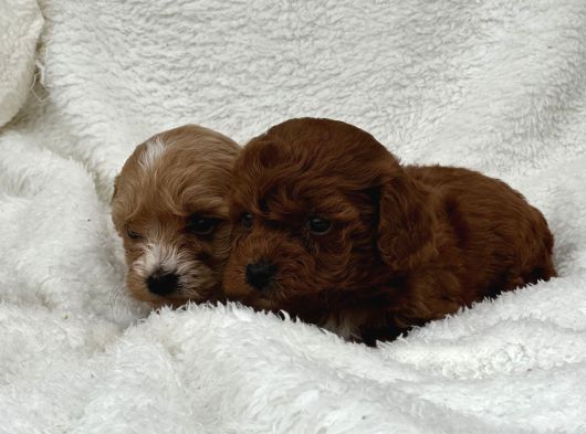Sahibini Seçmeye Hazır Maltipoo Bebekler görsel