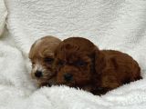 Sahibini Seçmeye Hazır Maltipoo Bebekler