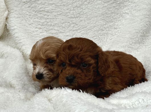 Sahibini Seçmeye Hazır Maltipoo Bebekler görsel