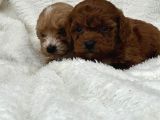 Sahibini Seçmeye Hazır Maltipoo Bebekler