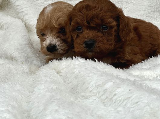 Sahibini Seçmeye Hazır Maltipoo Bebekler görsel