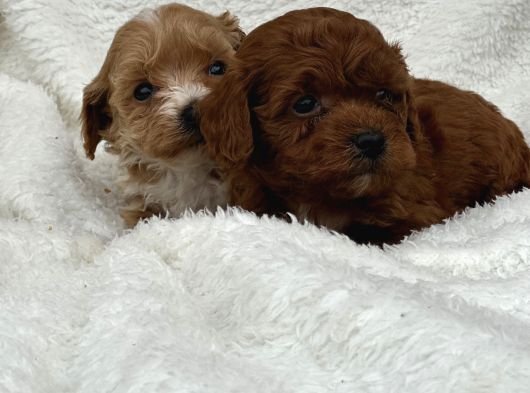 Sahibini Seçmeye Hazır Maltipoo Bebekler