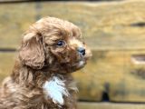 Irk Garantili Özel Maltipoo Yavrular