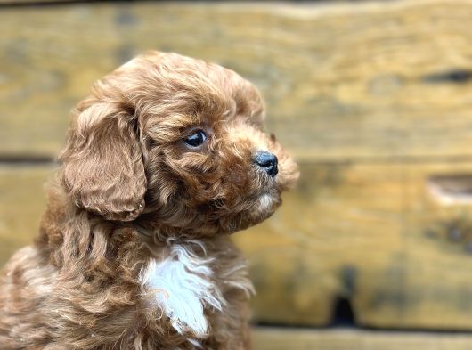 Irk Garantili Özel Maltipoo Yavrular