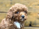 Irk Garantili Özel Maltipoo Yavrular