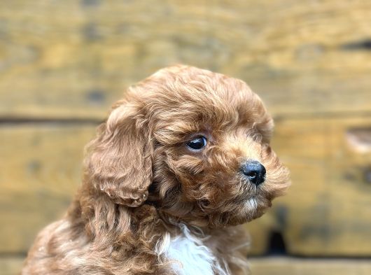 Irk Garantili Özel Maltipoo Yavrular görsel