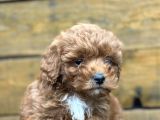 Irk Garantili Özel Maltipoo Yavrular