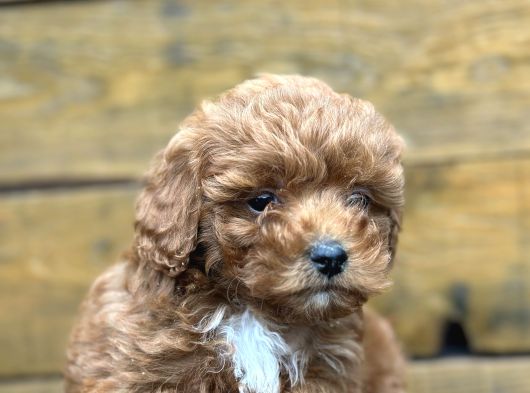Irk Garantili Özel Maltipoo Yavrular görsel