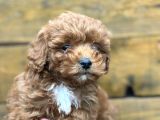 Irk Garantili Özel Maltipoo Yavrular