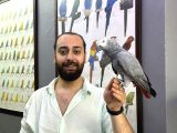 Eği̇ti̇mli̇ Evci̇l Jako Papağani