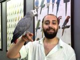 Eği̇ti̇mli̇ Evci̇l Jako Papağani