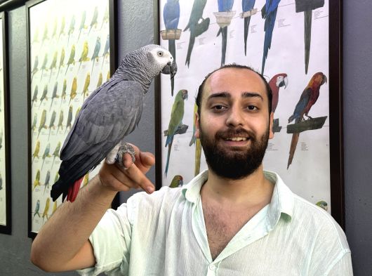 Eği̇ti̇mli̇ Evci̇l Jako Papağani görsel