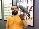 Takli̇tçi̇ Eği̇ti̇mli̇ Jako Papağani