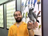 Takli̇tçi̇ Eği̇ti̇mli̇ Jako Papağani