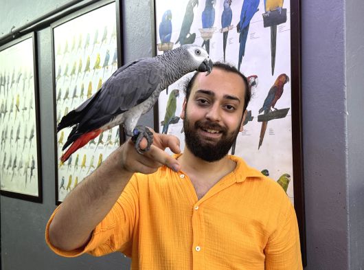 Takli̇tçi̇ Eği̇ti̇mli̇ Jako Papağani