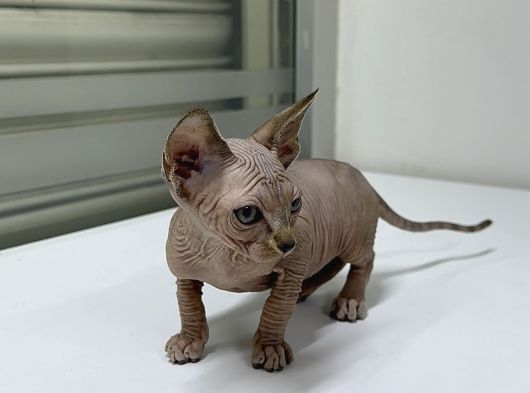 Kanada Sphynx