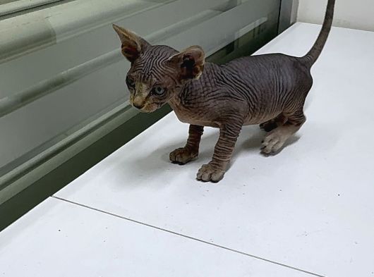 Kanada Sphynx görsel