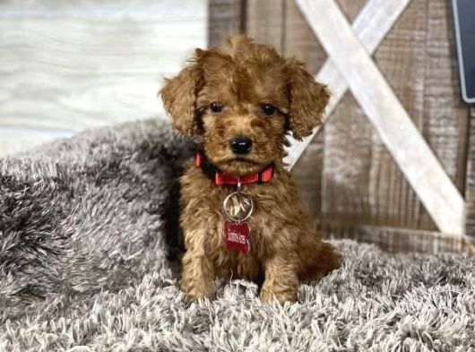 Toy Poodle Sevi̇mli̇ Yavrular Ev Üreti̇mi̇
