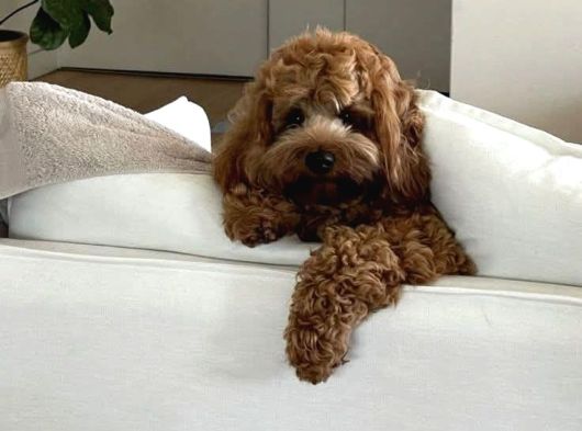 Toy Poodle Sevi̇mli̇ Yavrular Ev Üreti̇mi̇ görsel