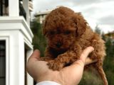 Kore Kan Mini Poodle Yavrumuz