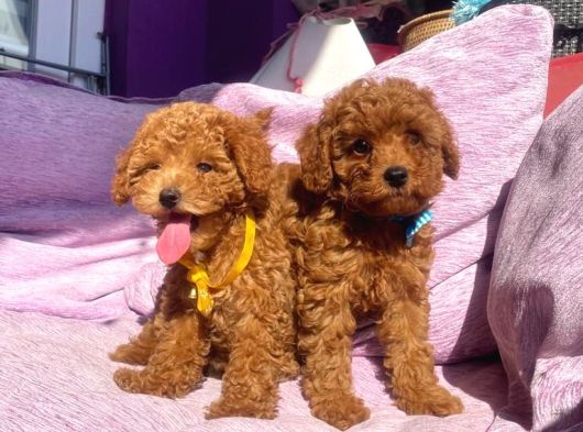 Orjinal Toy Poodle Yavrularımızz görsel