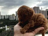 Kore Kan Mini Poodle Yavrumuz