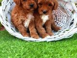 Maltipoo Bebeklerimiz Hazırlar