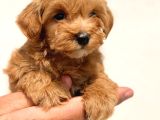 Irk Garantili Maltipoo Yavrular