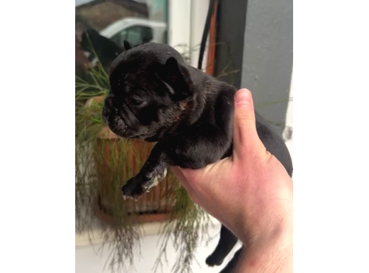 Yeti̇şki̇n - Yavru French Bulldoglar görsel