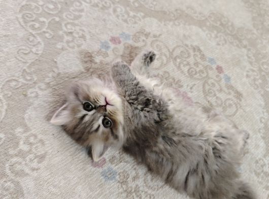 British Longhair Yavrularim görsel