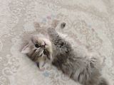 Britişh Longhair Çikolata 2 Aylık