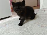 British Longhair Yavrularim
